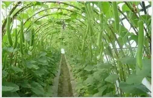 施肥化肥注意什么？常见问题10问答 | 种植施肥
