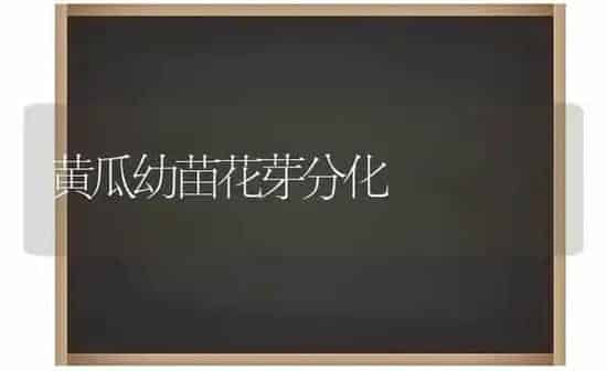 黄瓜幼苗花芽分化 | 蔬菜种植