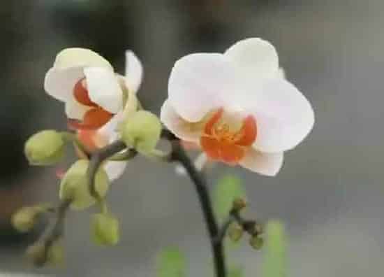 植物移栽|对兰花什么时候换盆好