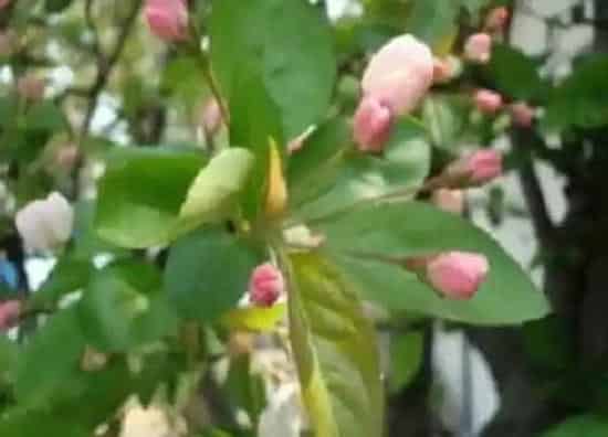 叶子发黄|海棠花叶子发黄怎么回事 四大叶枯萎发黄原因及治疗方法