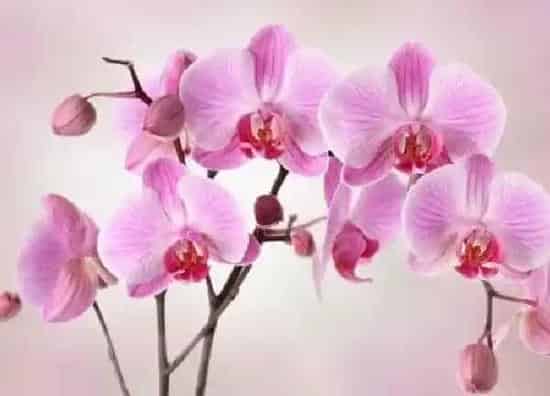 植物移栽|对兰花什么时候换盆好