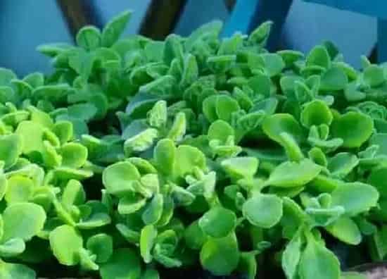 植物百科|碰碰香耐阴吗