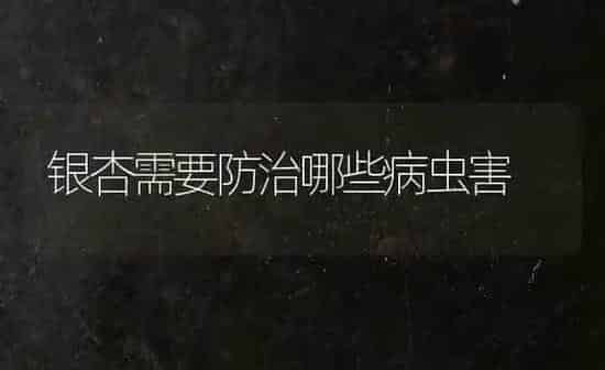 银杏需要防治哪些病虫害 | 种植病虫害防治