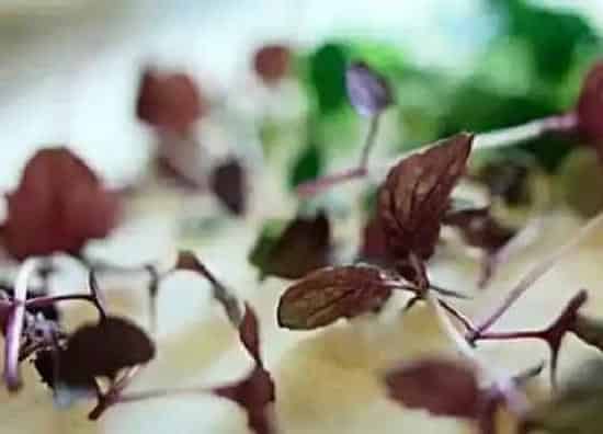 叶子|紫苏叶是什么植物的叶子