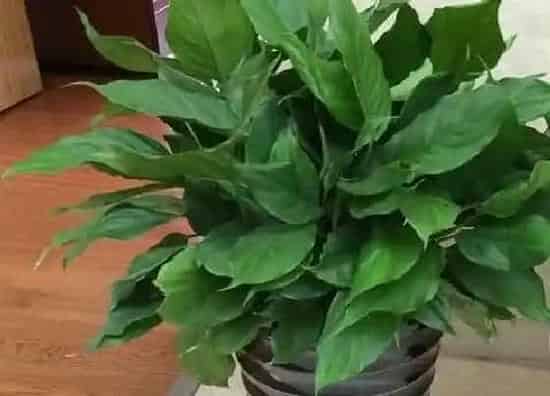 植物寓意|万年青开花预示着什么意思