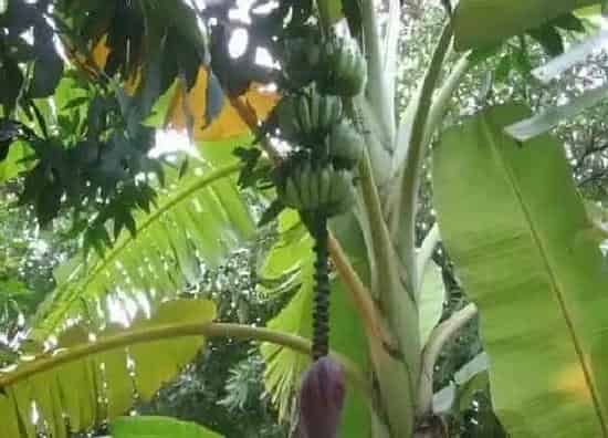 种植管理|香蕉树的生长周期是多长时间