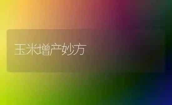 玉米增产妙方 | 粮油作物种植