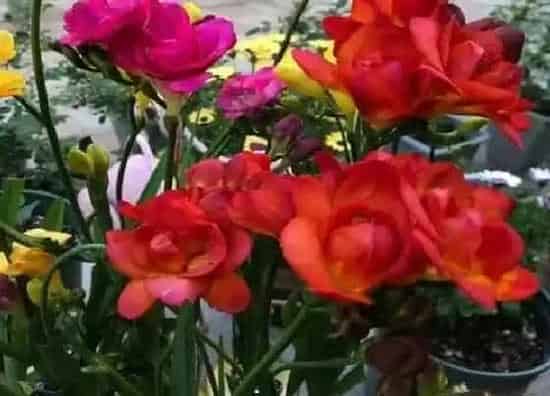 植物百科|球根花花卉有哪些