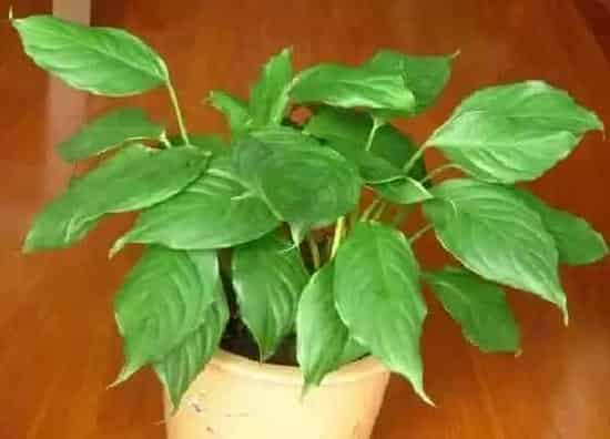 植物寓意|万年青开花预示着什么意思