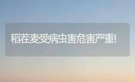 稻茬麦受病虫害危害严重! | 种植病虫害防治