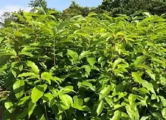 植物修剪|樟树什么时候剪枝合适