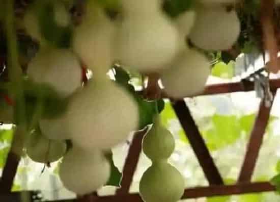 生长环境|葫芦生长温度是多少度