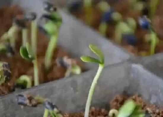 种子|太阳花有种子吗（太阳花种子的获得及种植方法）