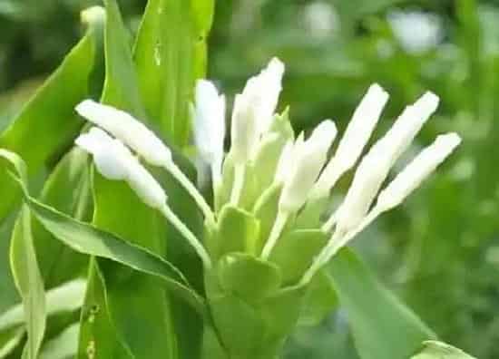 植物毒性|姜花香味有毒吗