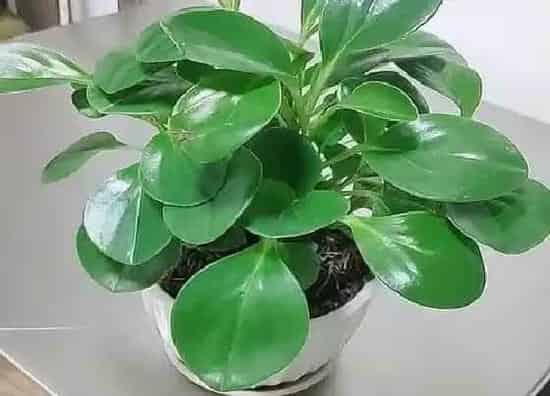 摆放常识|卫生间放什么植物好