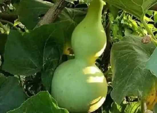 生长环境|葫芦生长温度是多少度