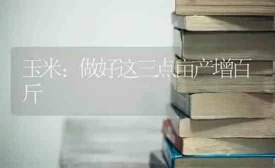 玉米：做好这三点亩产增百斤 | 粮油作物种植