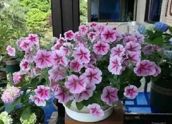 植物浇水|矮牵牛几天浇一次水
