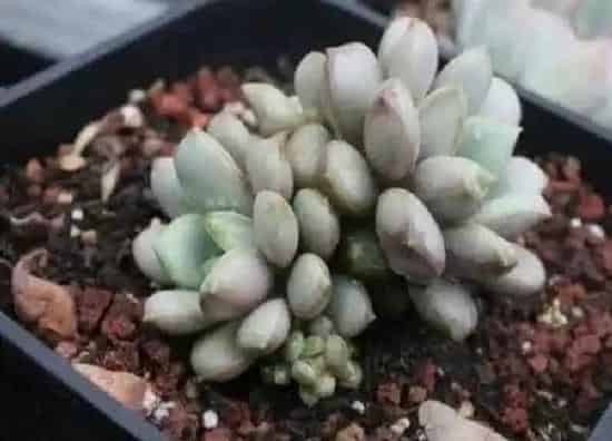 养殖科普|多肉葡萄好养吗 养殖方法和养护要点