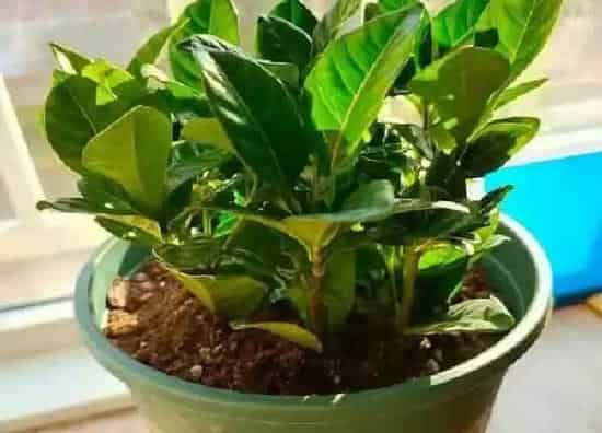 植物移栽|栀子花什么时候换盆好