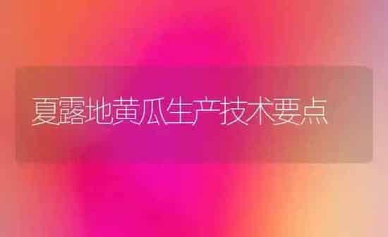 夏露地黄瓜生产技术要点 | 蔬菜种植