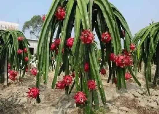 植物浇水|火龙果浇水的正确方法