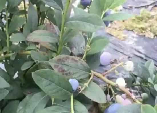 叶子发黑|蓝莓叶子有黑斑怎么回事