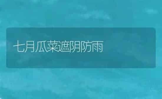 七月瓜菜遮阴防雨 | 蔬菜种植