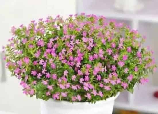 种植管理|满天星几月份种植最好 适合什么时候种植
