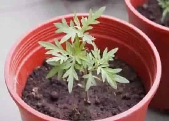摆放常识|卫生间放什么植物好
