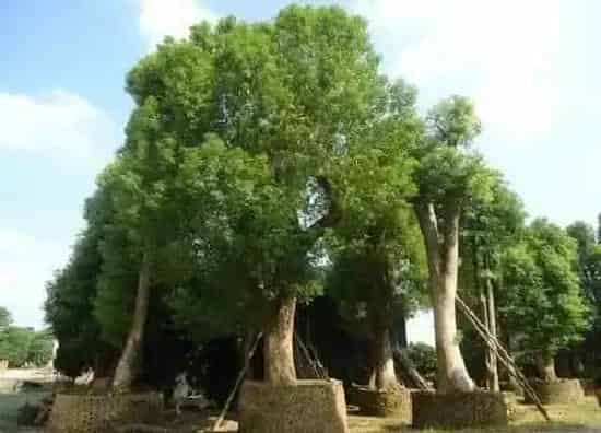 植物修剪|樟树什么时候剪枝合适