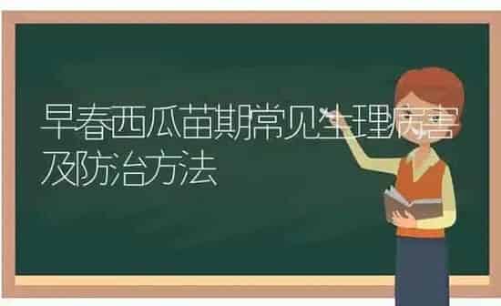 早春西瓜苗期常见生理病害及防治方法 | 瓜果种植