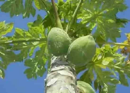 植物百科|木瓜树一棵能结果吗