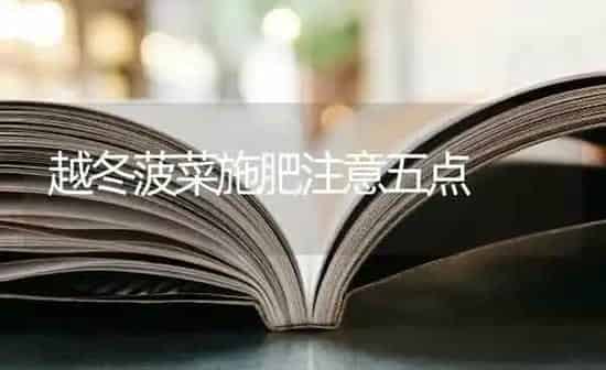 越冬菠菜施肥注意五点 | 种植肥料施肥