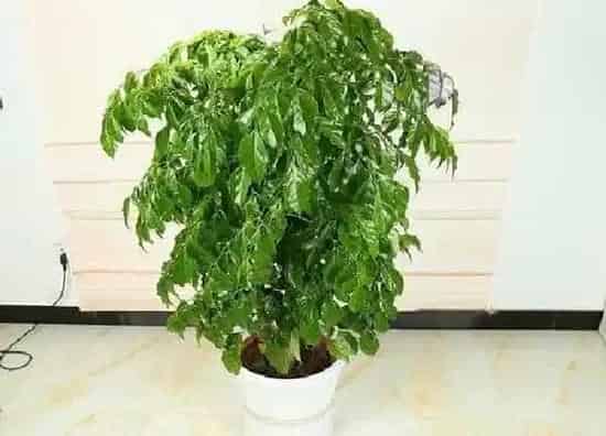 植物浇水|富贵树多久浇一次水