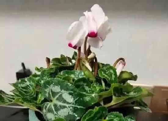 植物施肥|仙客来浇什么肥最好