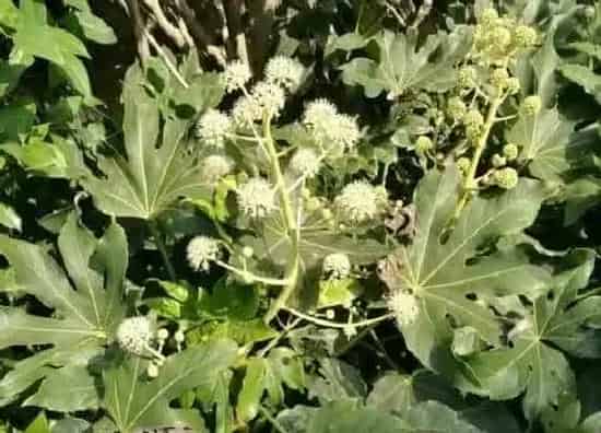 种植位置|无花果可以种在家门口吗