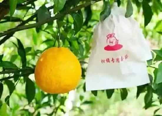 果期管理|耙耙柑什么时候套袋最好 套袋前打药及注意细节