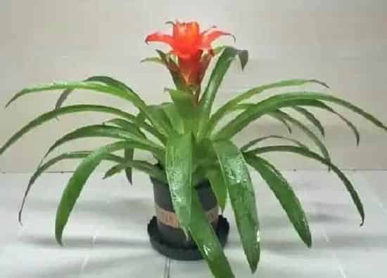 风水百科|十大客厅风水植物放几盆 客厅摆放什么植物对家里好