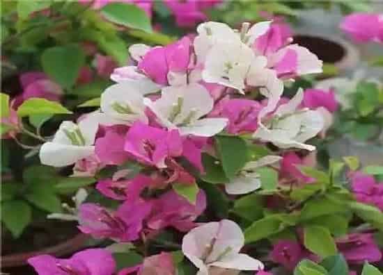 不开花|三角梅为什么不开花（三角梅不开花的原因及处理方法）