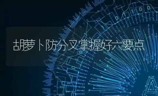 胡萝卜防分叉掌握好六要点 | 蔬菜种植