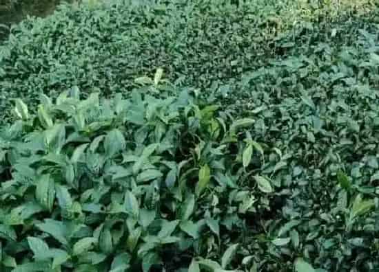 种植管理|茶树的生长周期是多长时间