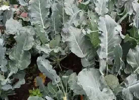 种植方法|青花菜种植时间和方法