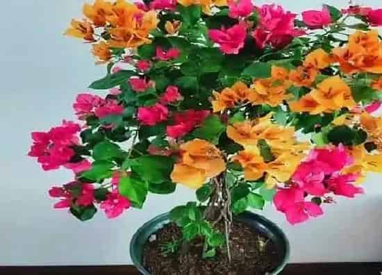 不开花|三角梅为什么不开花（三角梅不开花的原因及处理方法）