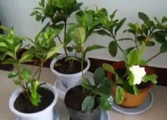 植物移栽|栀子花什么时候换盆好