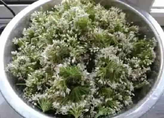 果实成熟|山韭花什么时候采摘