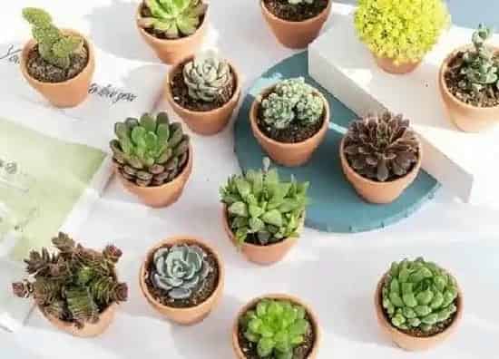 植物浇水|黄豆水可以浇仙人掌吗