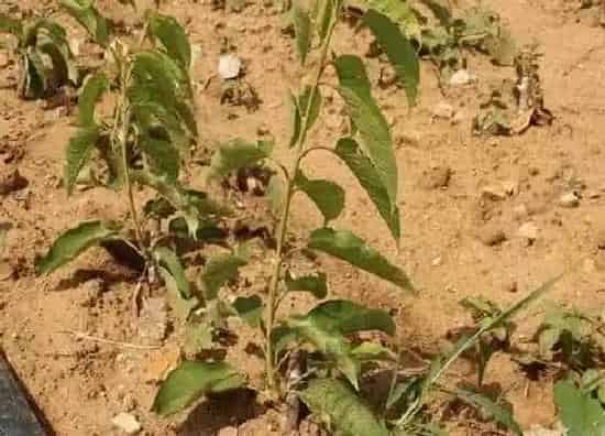 植物繁殖|樱桃树怎么繁殖 繁殖时间和方法