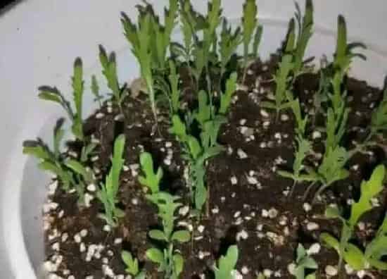 种植管理|茼蒿的生长周期是多长时间