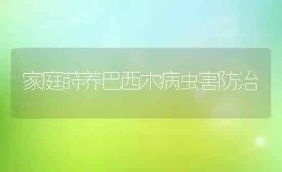 家庭莳养巴西木病虫害防治 | 种植病虫害防治